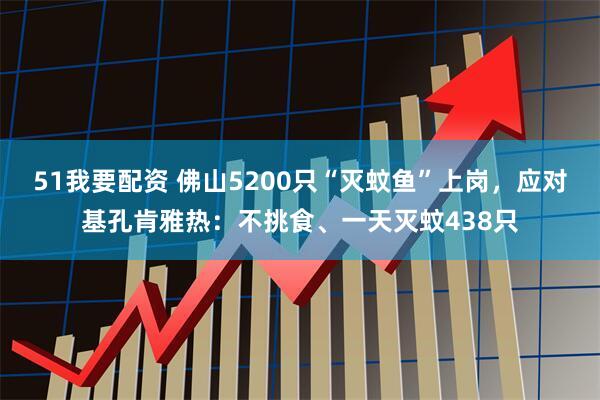 51我要配资 佛山5200只“灭蚊鱼”上岗，应对基孔肯雅热：不挑食、一天灭蚊438只